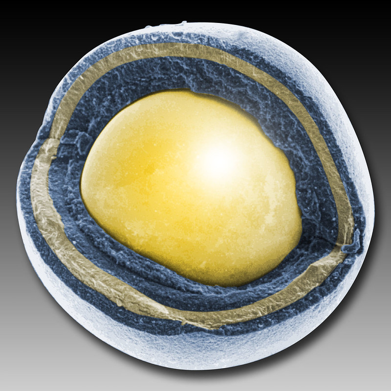 Powiększenie cząstki paliwowej paliwa TRISO