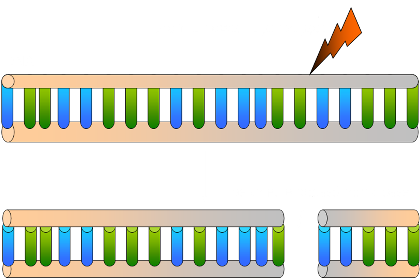 Powstawanie podwójnoniciowych pęknięć DNA w wyniku działania promieniowania jonizującego